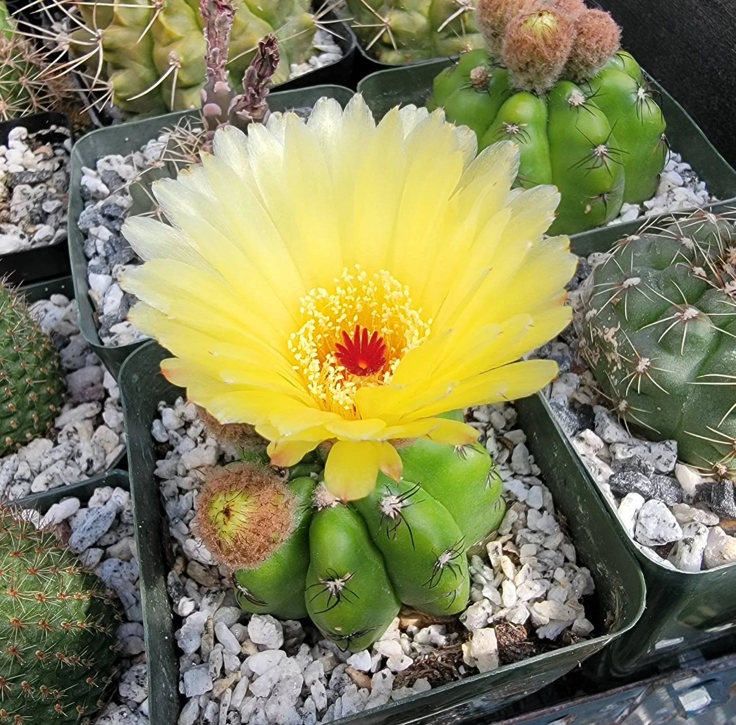 Notocactus ottonis | Parodia ottonis subs. horstii