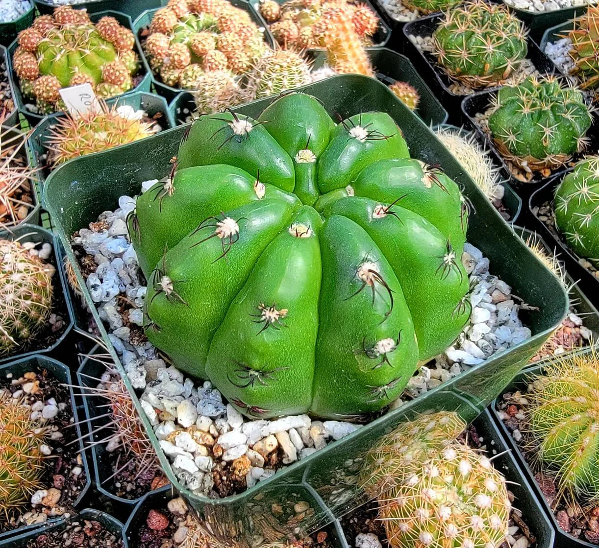 Notocactus ottonis | Parodia ottonis subs. horstii