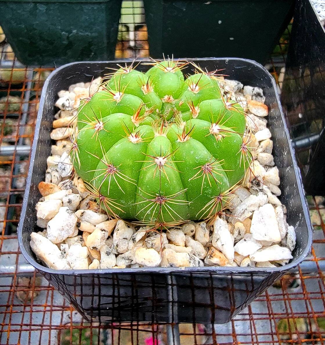 Notocactus ottonis | Parodia ottonis subs. horstii