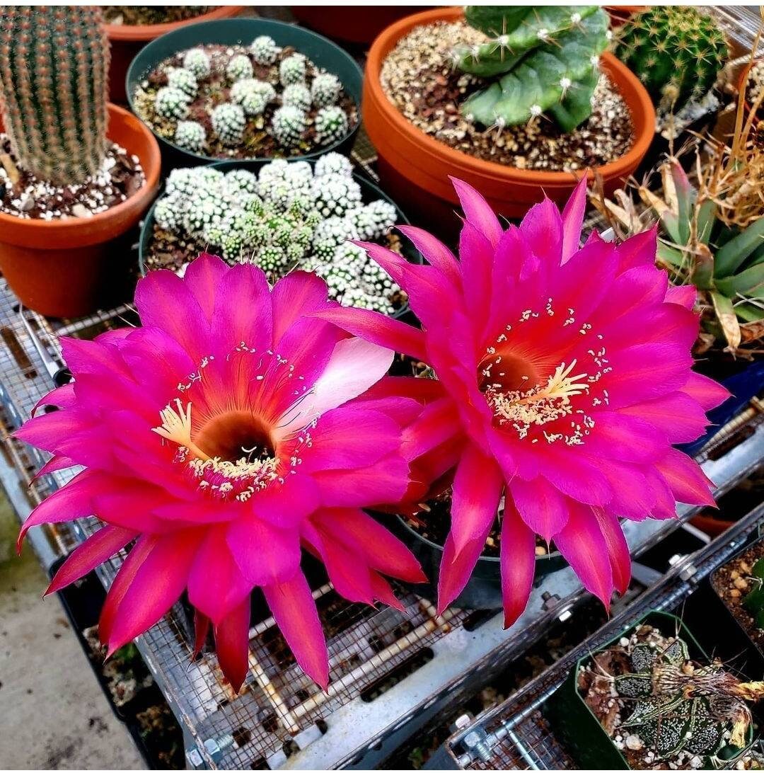 Echinopsis offshoots