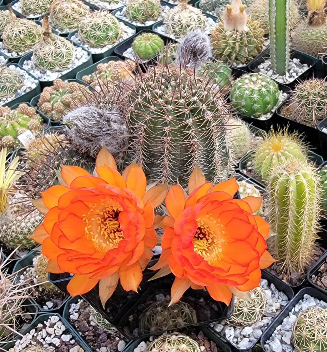 Echinopsis offshoots