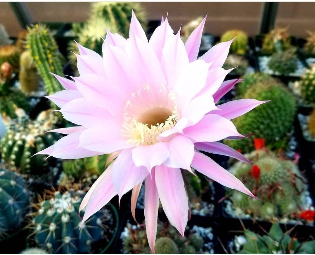 Echinopsis offshoots