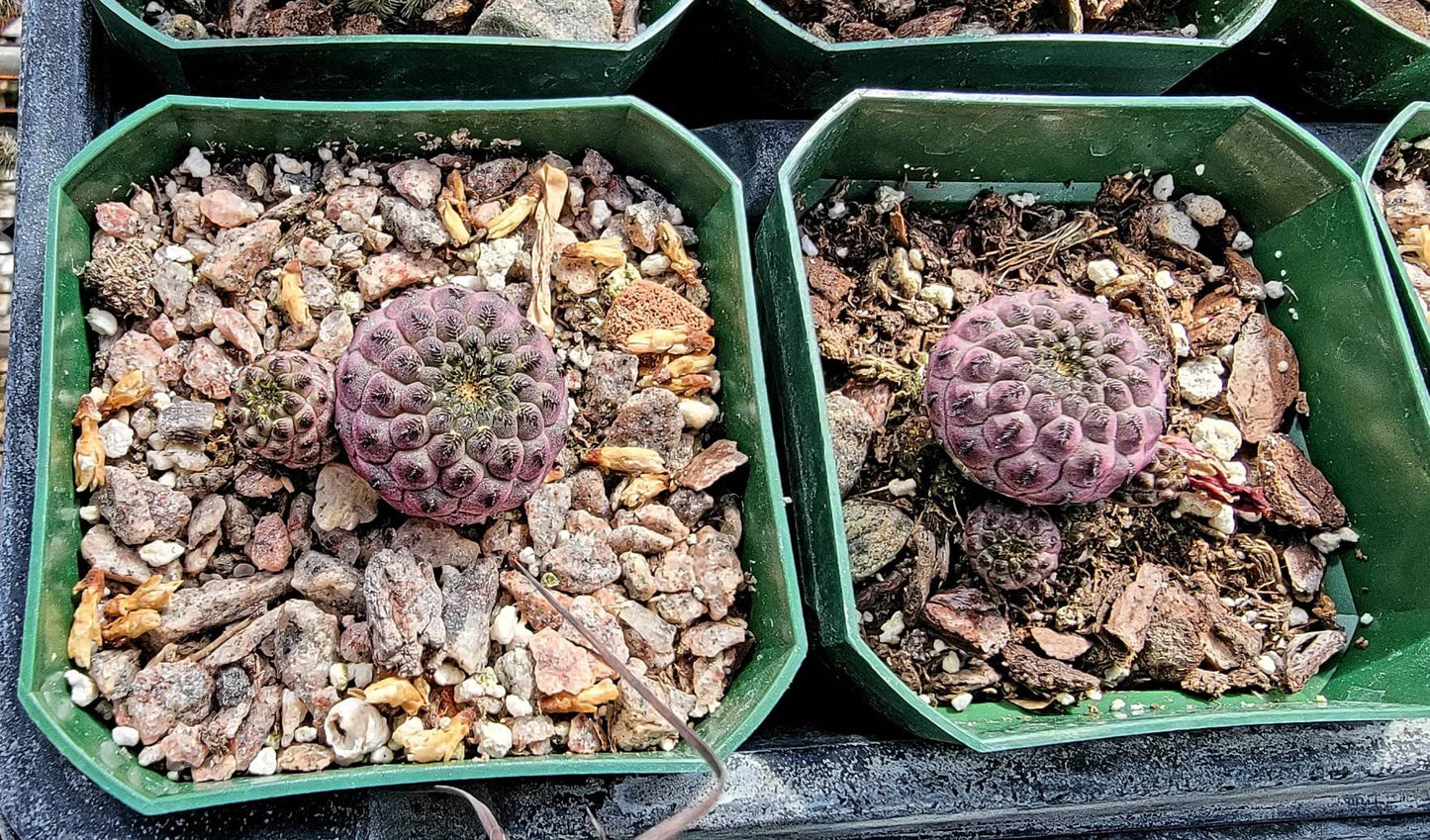 Sulcorebutia rauschii violacidermis | apple green