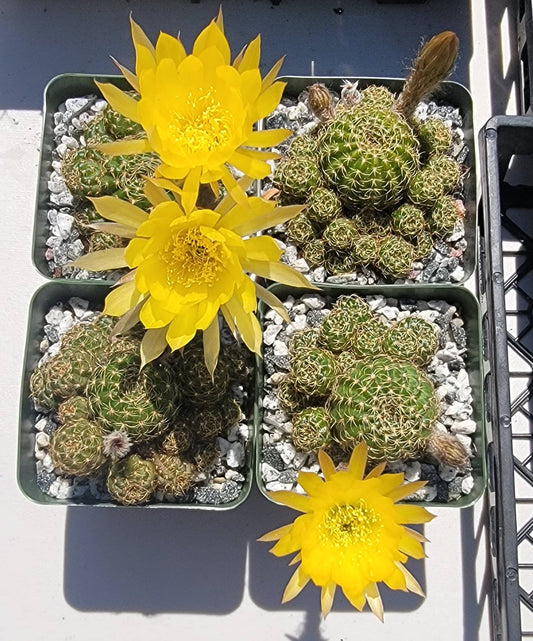 Echinopsis ancistrophora clump