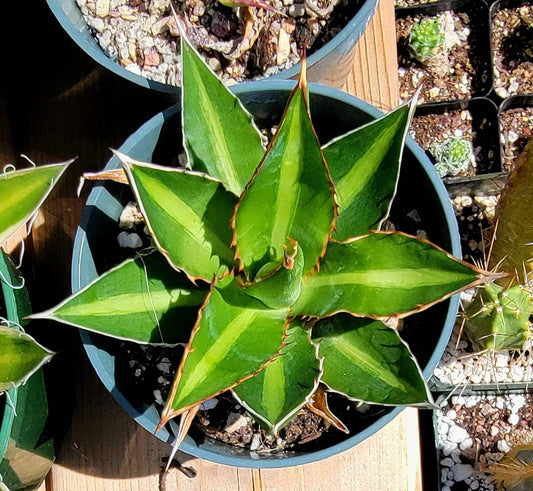 Agave lophantha 'Splendida' (Center Stripe Agave)