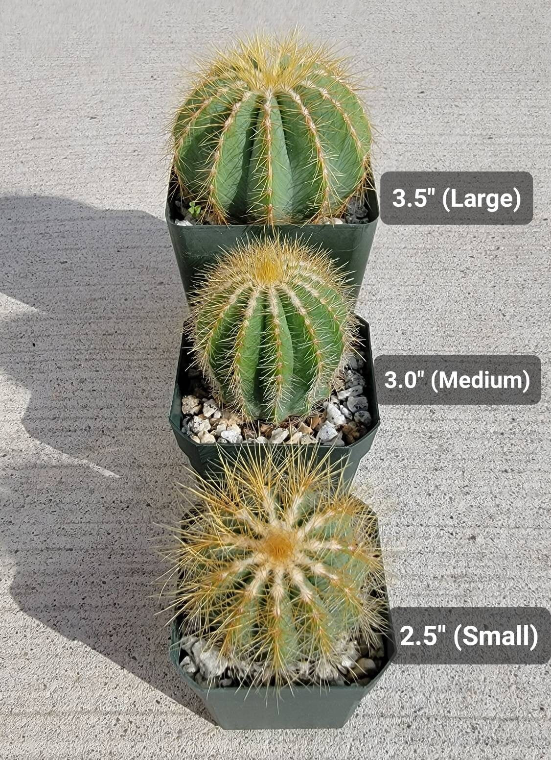 Notocactus magnifica | Parodia magnifica