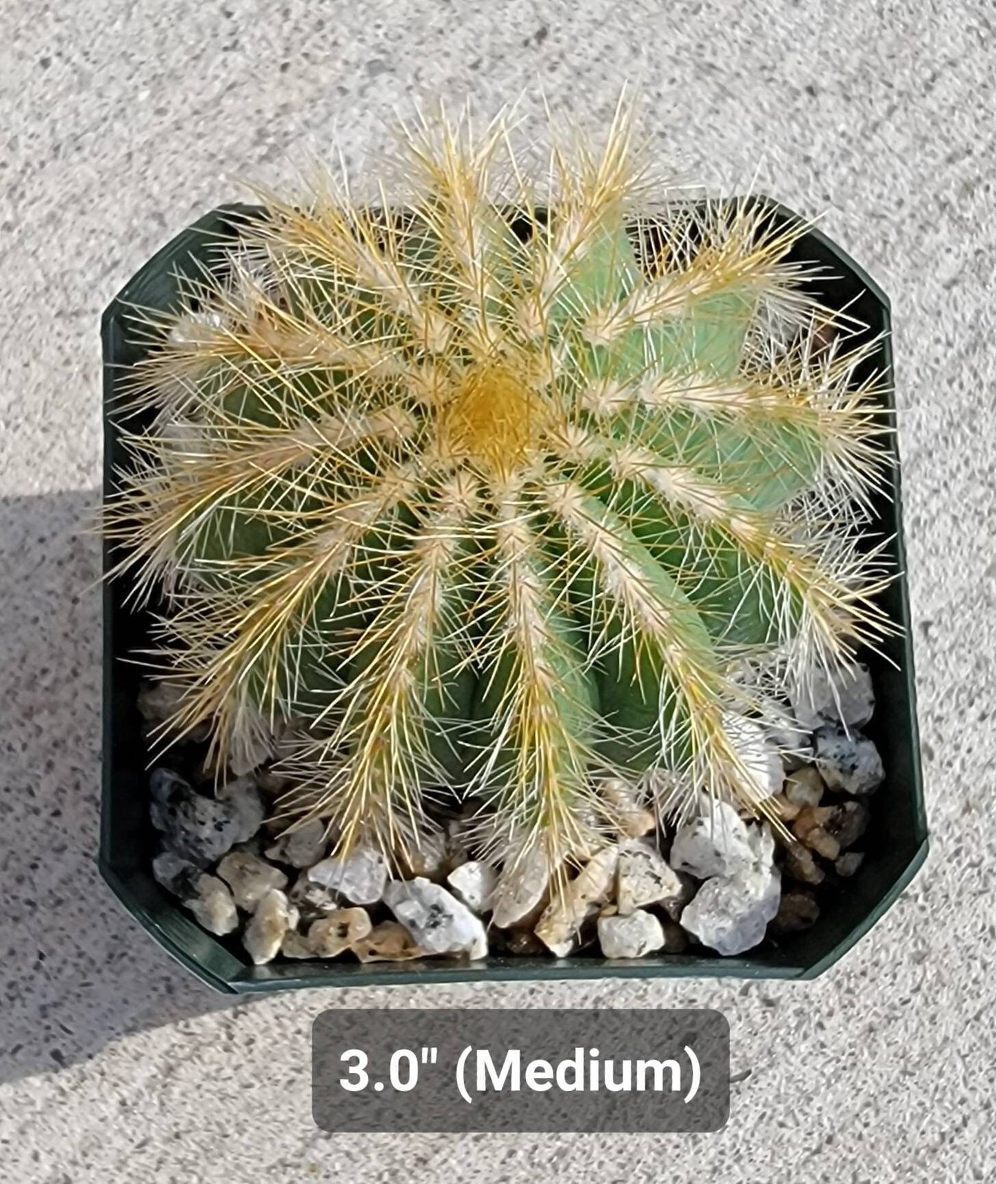 Notocactus magnifica | Parodia magnifica