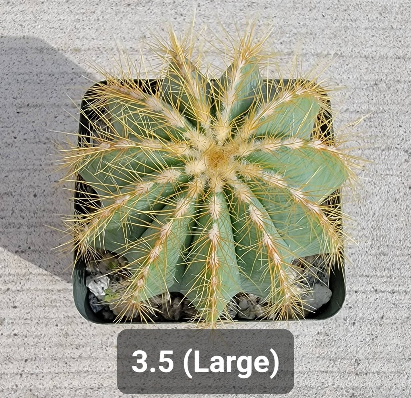 Notocactus magnifica | Parodia magnifica