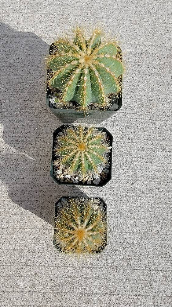 Notocactus magnifica | Parodia magnifica
