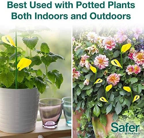 Safer's Houseplant Sticky Stakes Insect Trap (12 Traps)