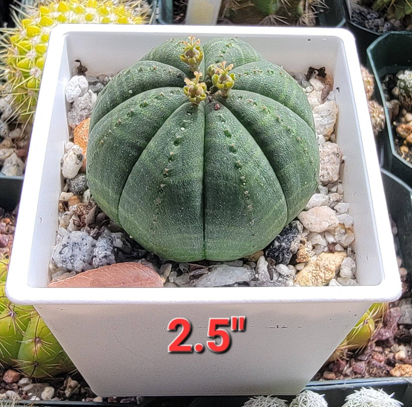 Euphorbia Obesa