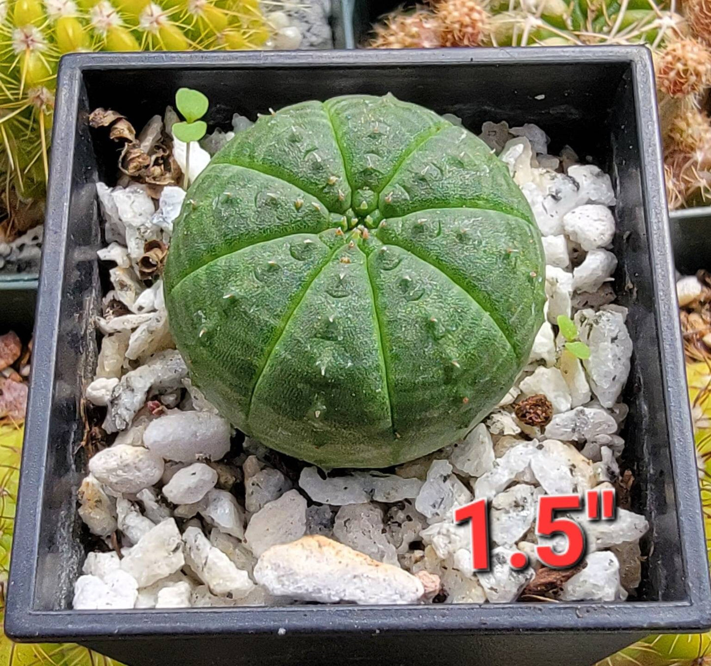 Euphorbia Obesa