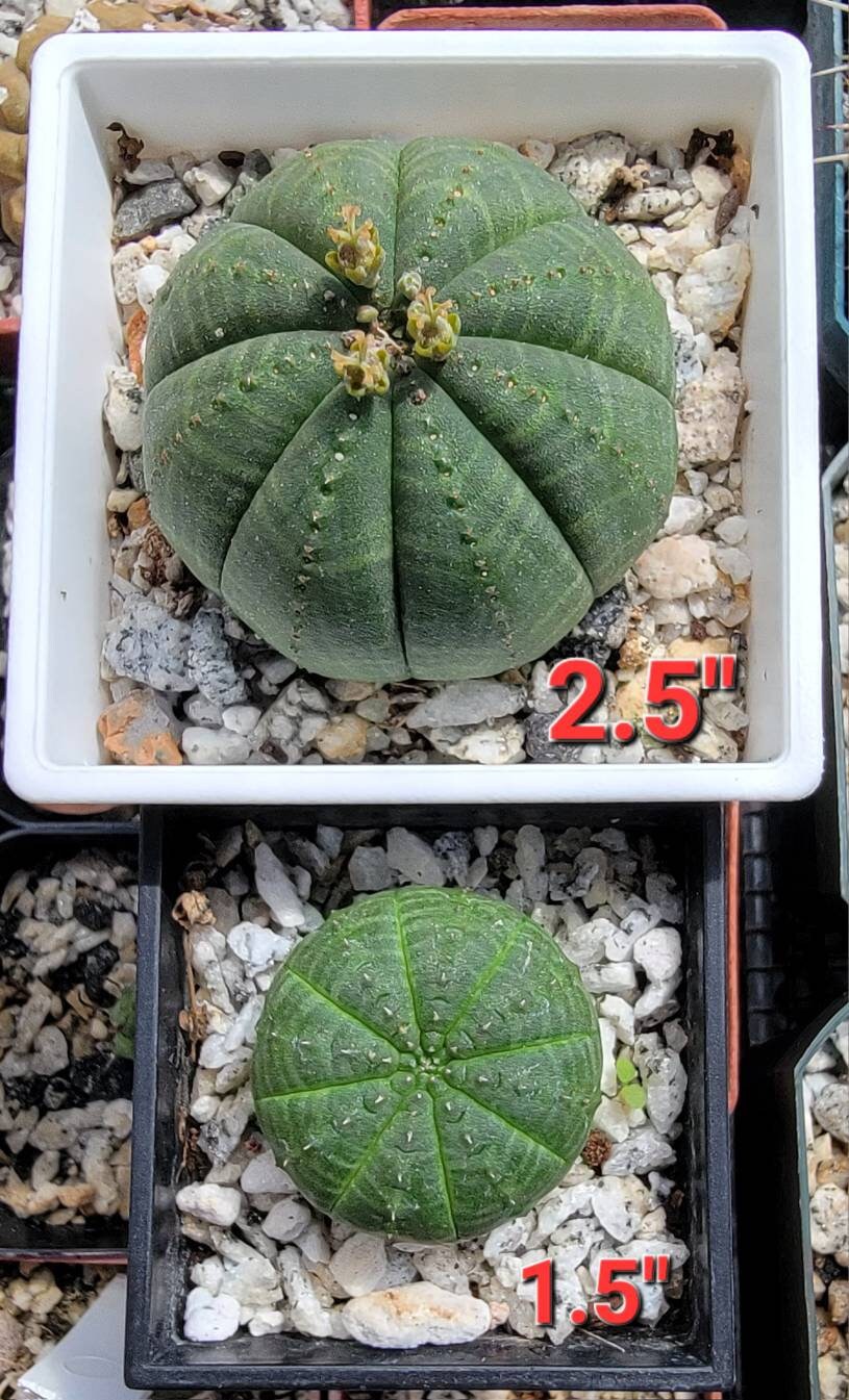 Euphorbia Obesa