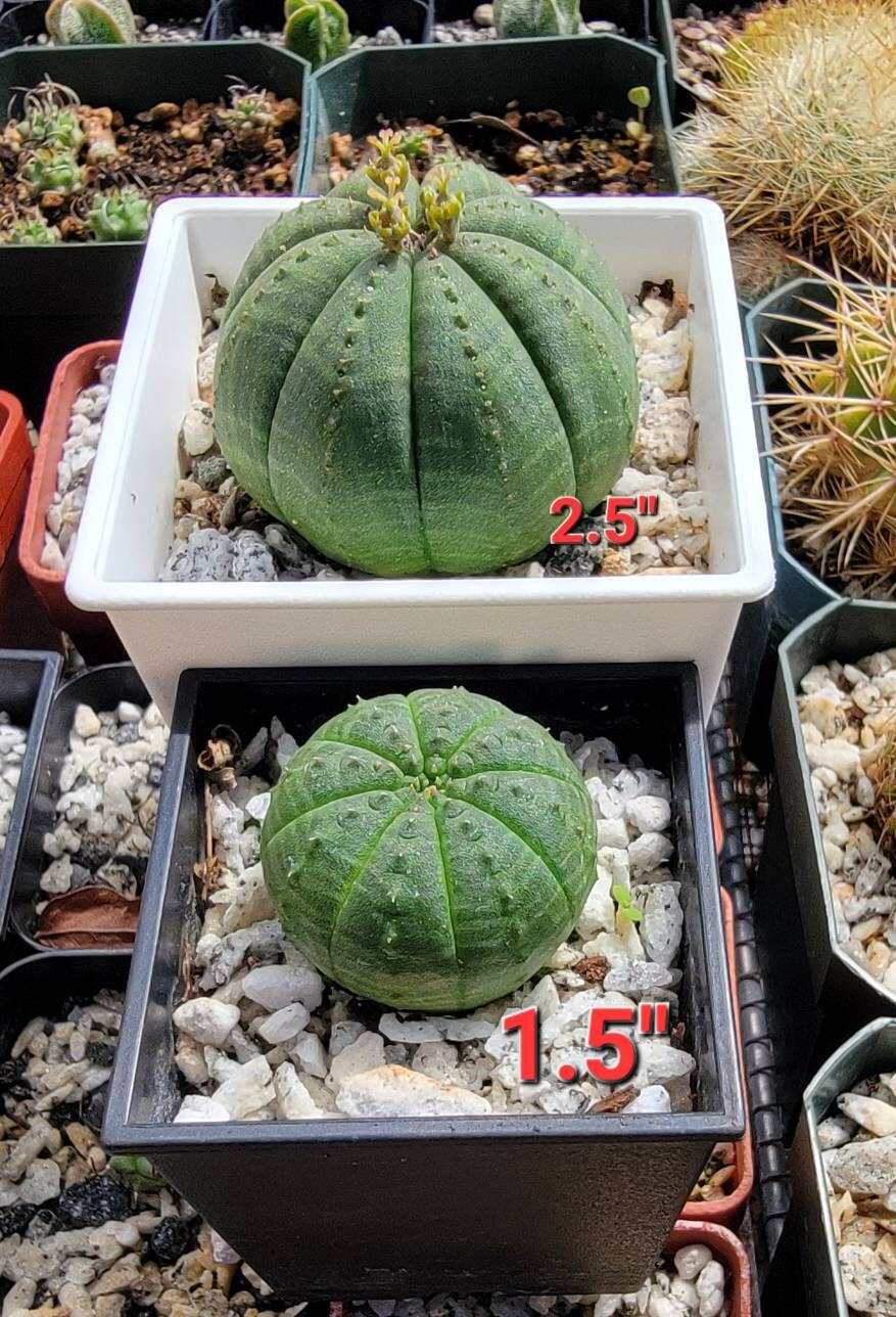 Euphorbia Obesa