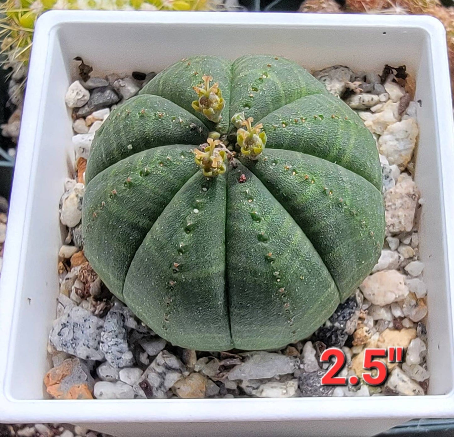 Euphorbia Obesa