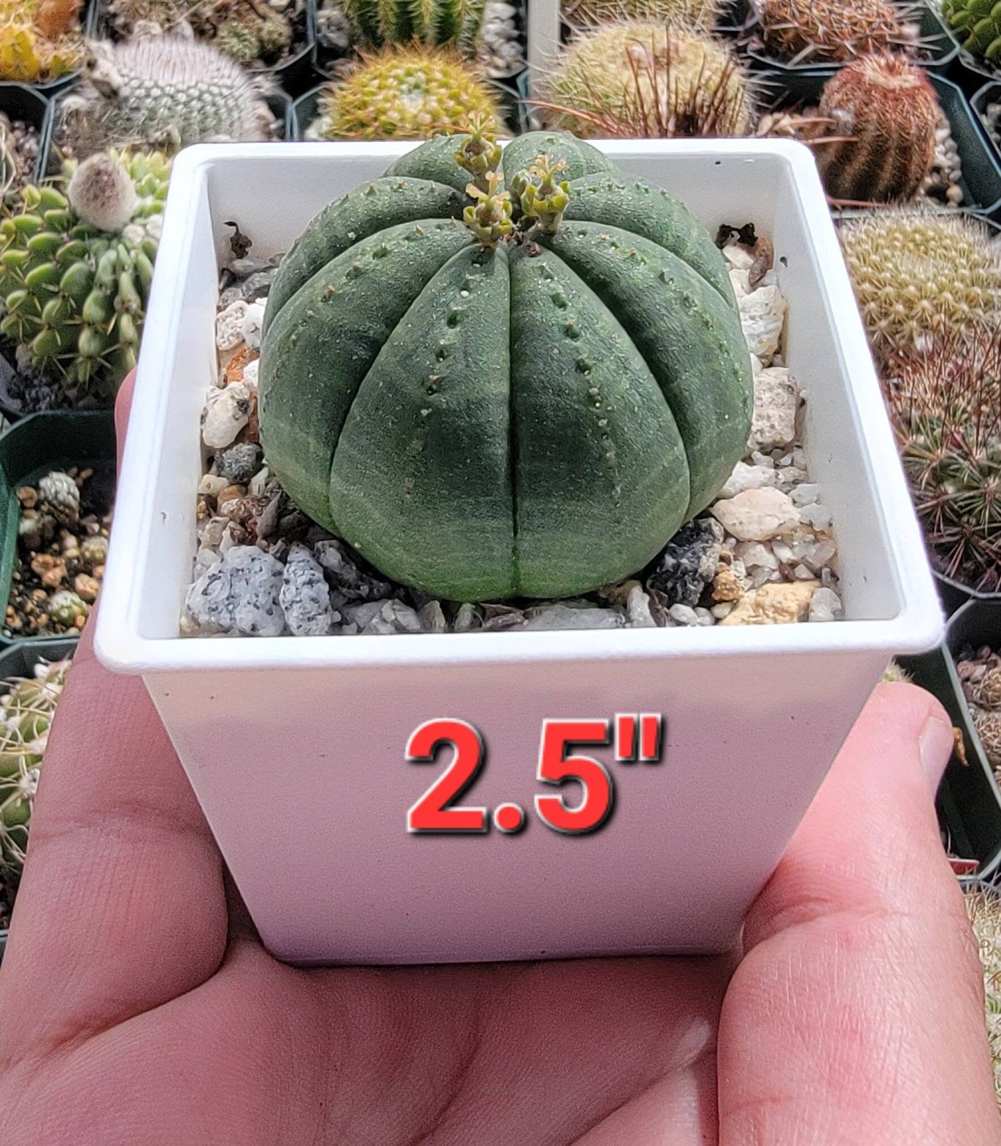 Euphorbia Obesa