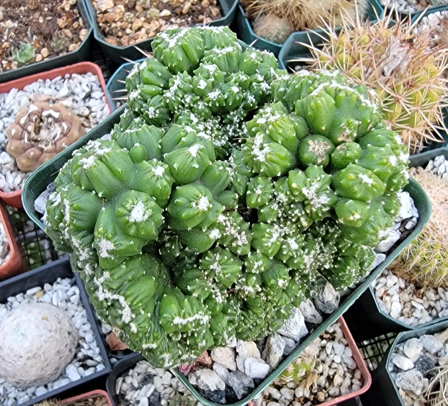 Cereus repandus f. monstrosus 'Petra'