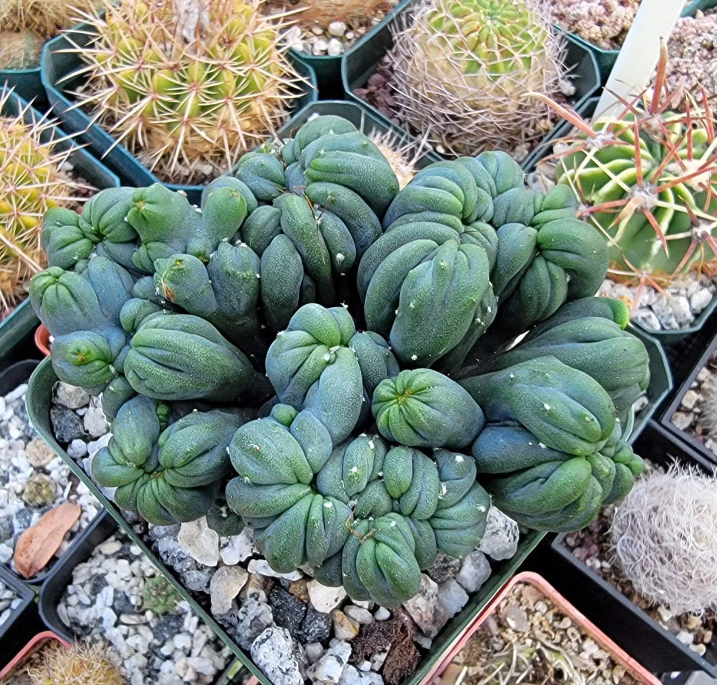 Cereus forbesii monstrose 'Ming Thing'