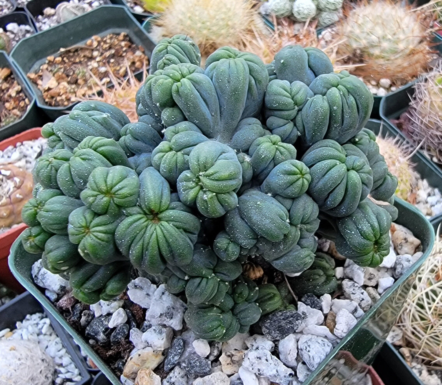 Cereus forbesii monstrose 'Ming Thing'