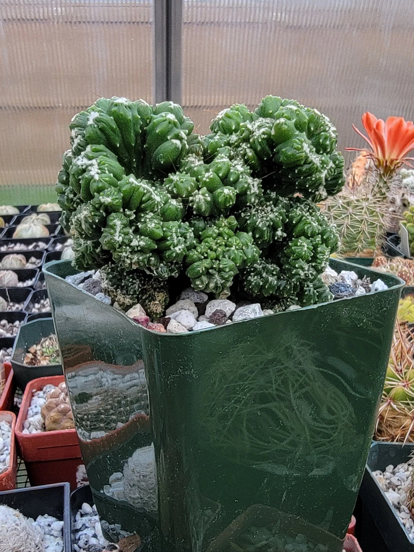 Cereus repandus f. monstrosus 'Petra'