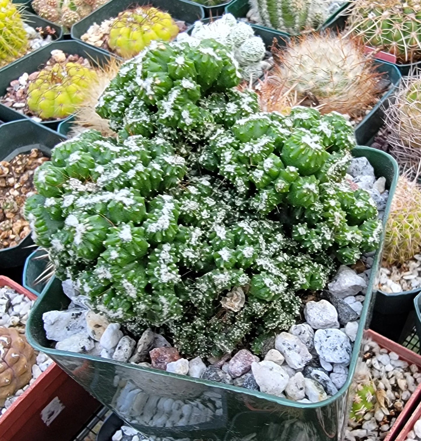 Cereus repandus f. monstrosus 'Petra'