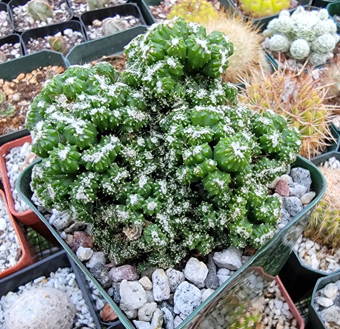 Cereus repandus f. monstrosus 'Petra'