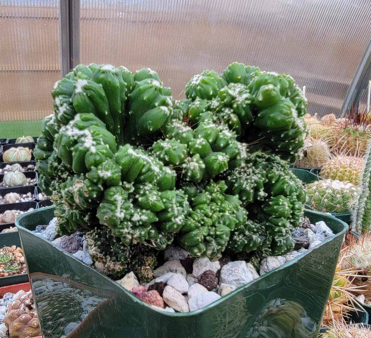 Cereus repandus f. monstrosus 'Petra'