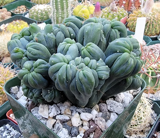 Cereus forbesii monstrose 'Ming Thing'