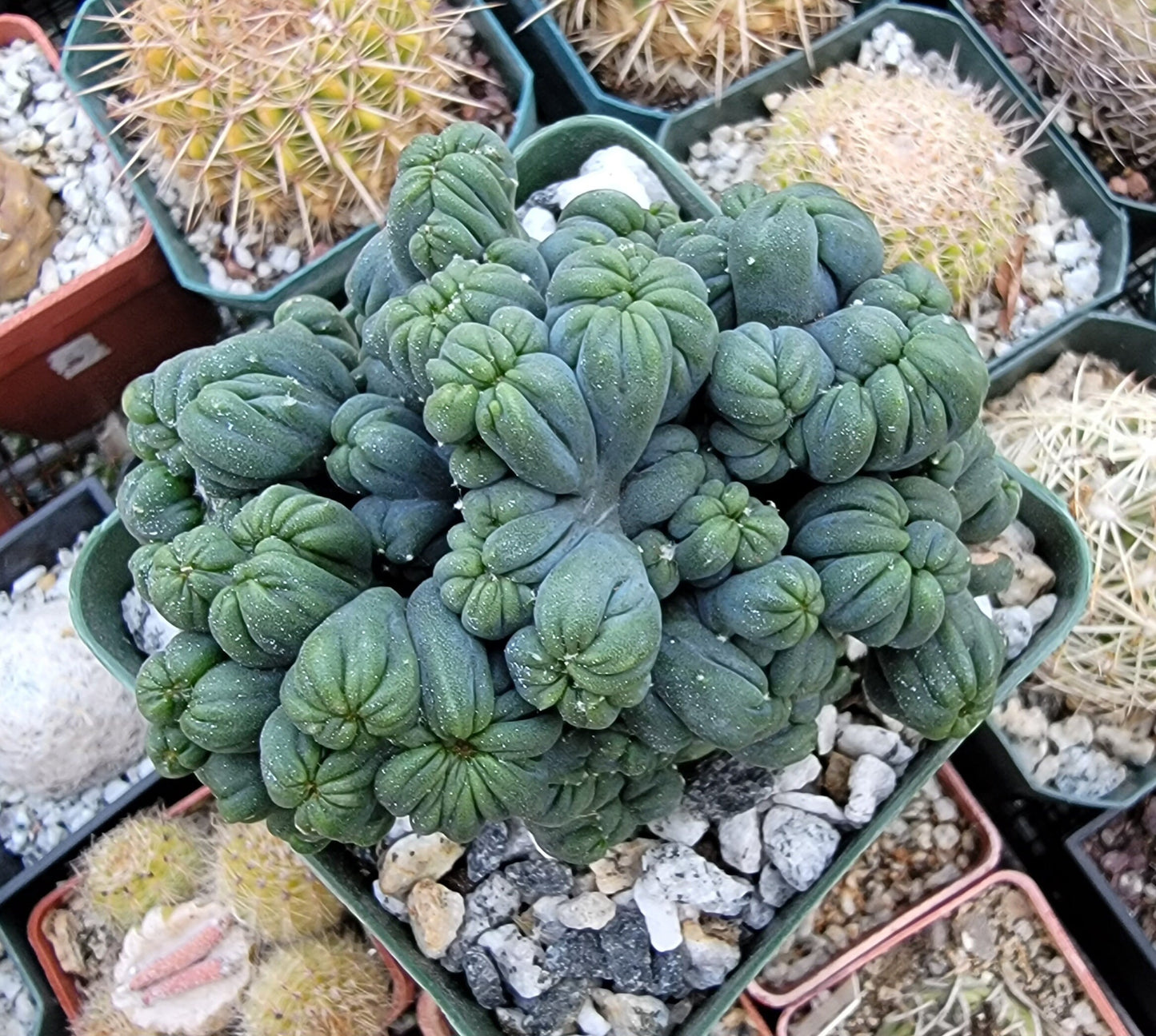Cereus forbesii monstrose 'Ming Thing'