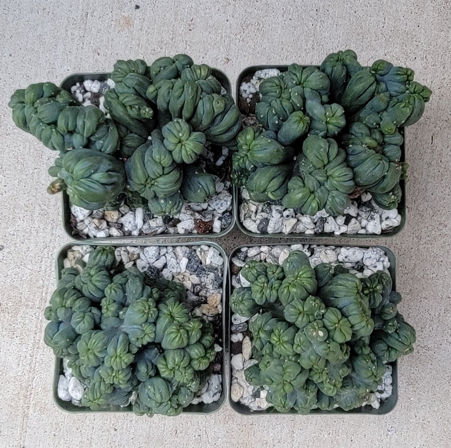 Cereus forbesii monstrose 'Ming Thing'