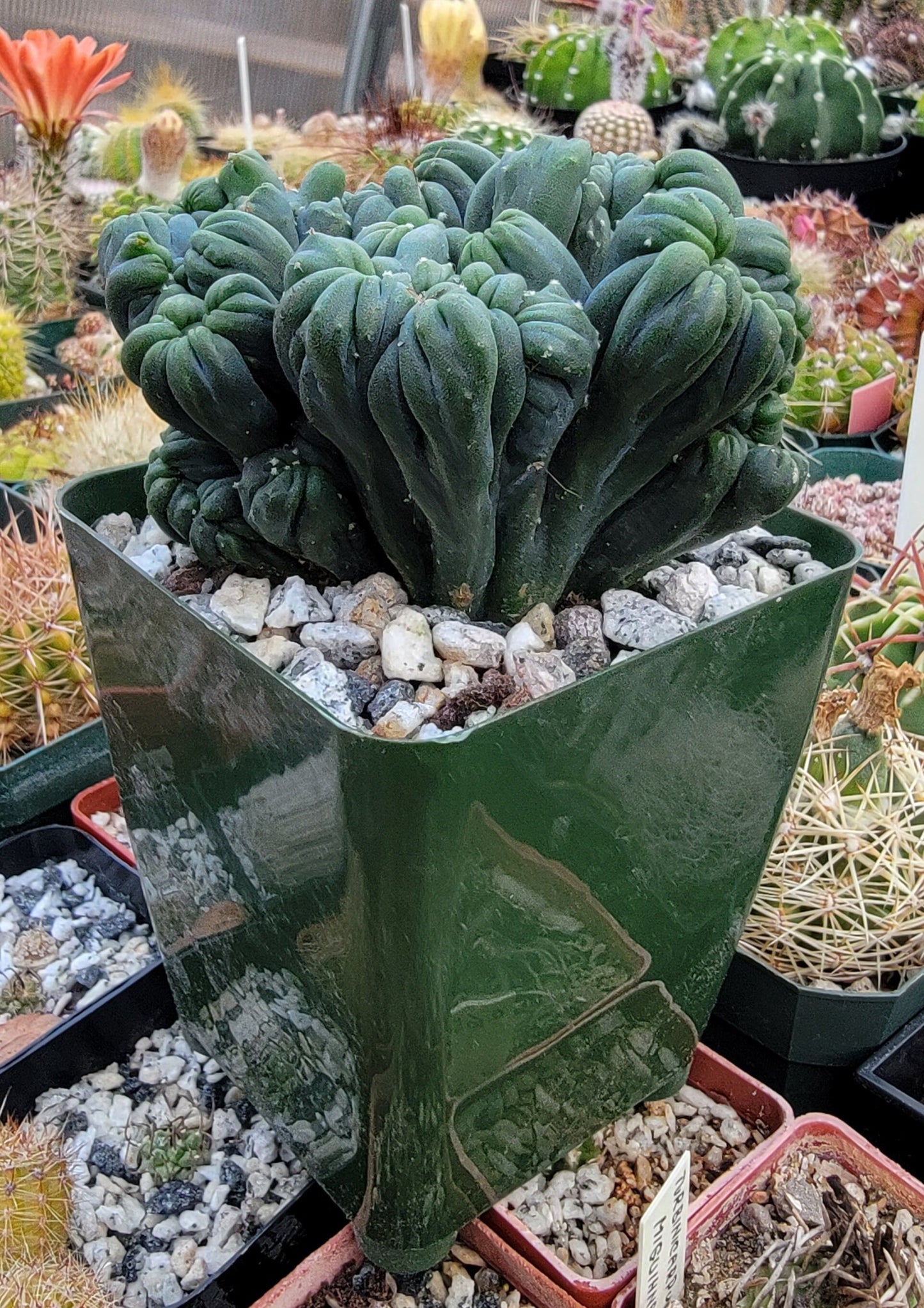Cereus forbesii monstrose 'Ming Thing'