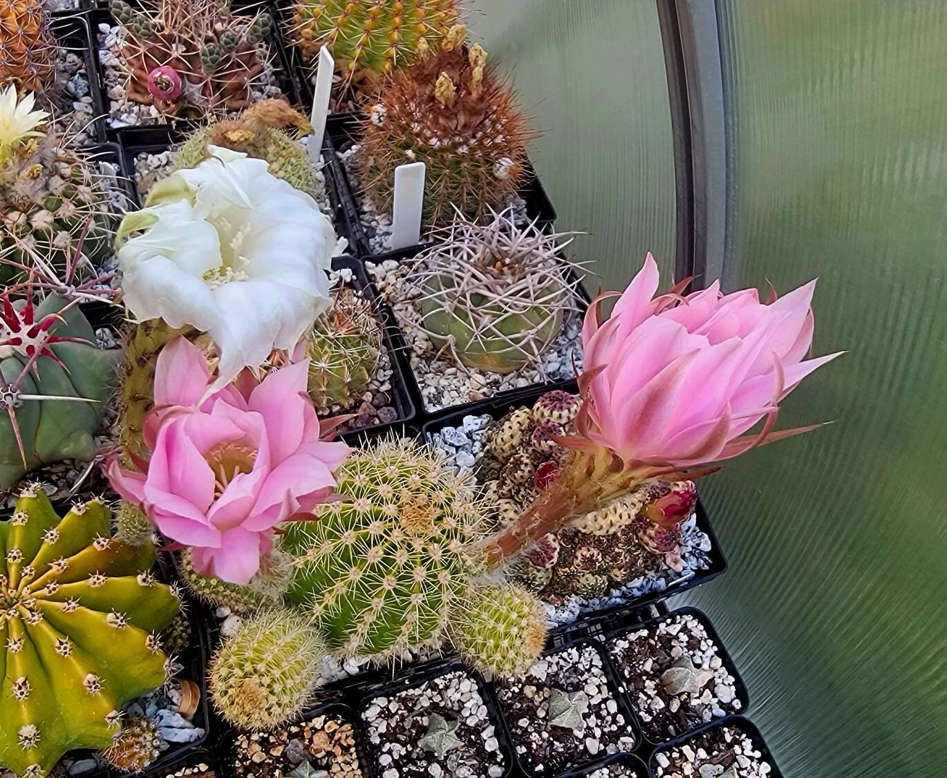 Echinopsis offshoots