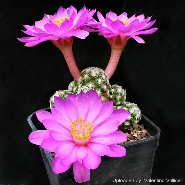 Mammillaria saboae subs. haudeana grafted