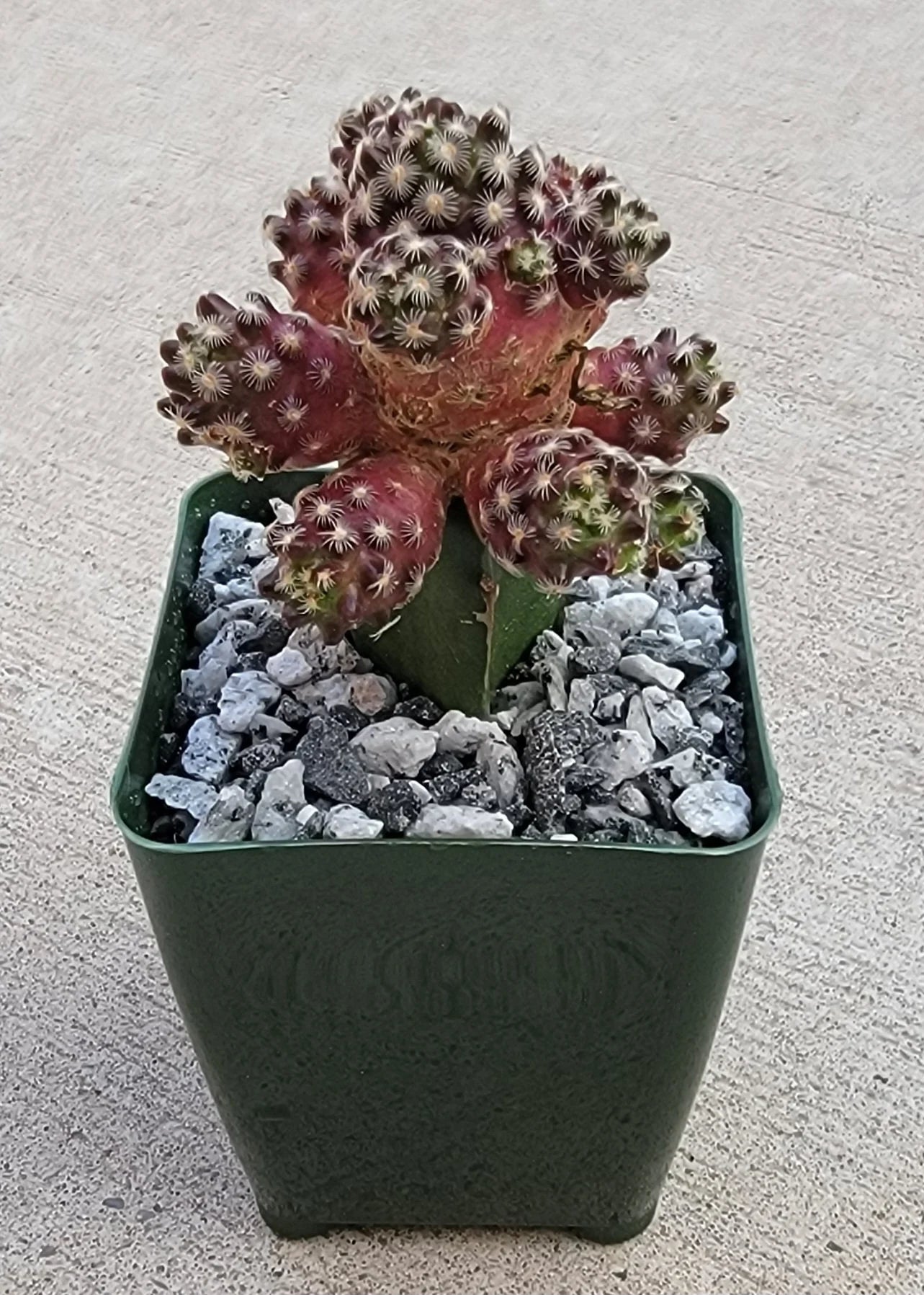 Mammillaria saboae subs. haudeana grafted