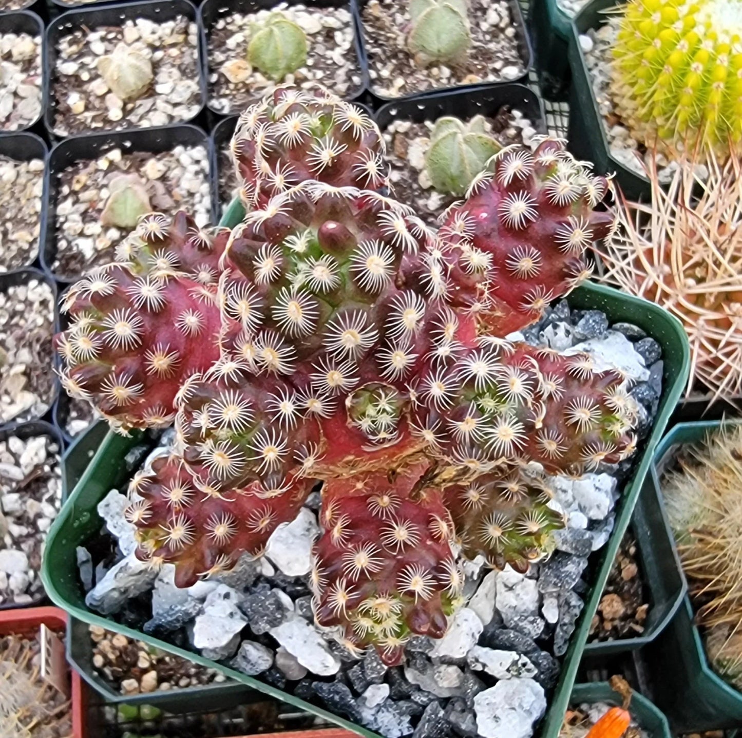 Mammillaria saboae subs. haudeana grafted