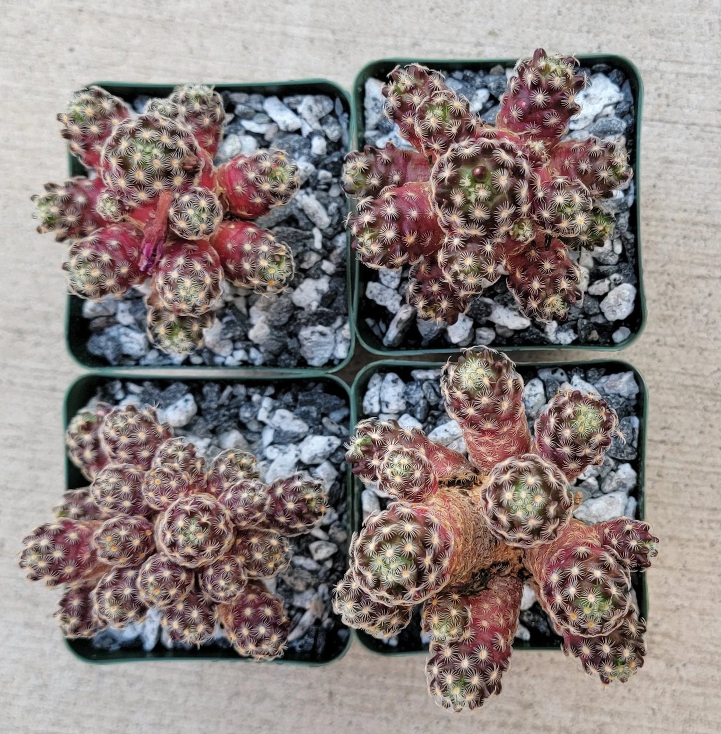 Mammillaria saboae subs. haudeana grafted