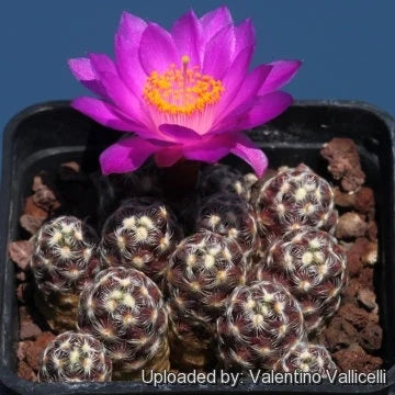 Mammillaria saboae subs. haudeana grafted