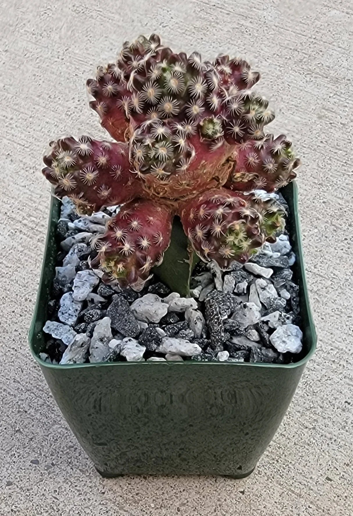 Mammillaria saboae subs. haudeana grafted