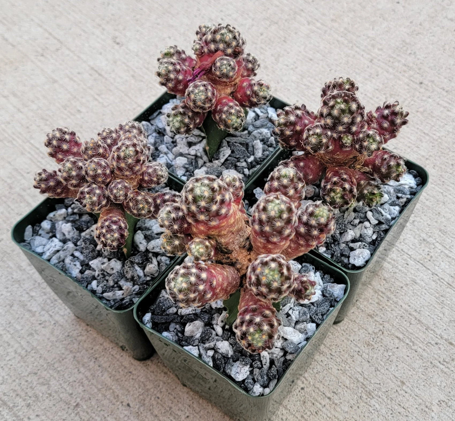 Mammillaria saboae subs. haudeana grafted