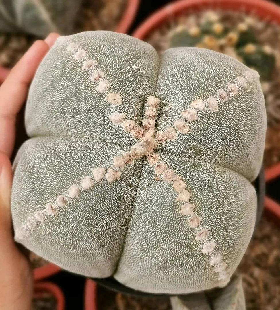 Astrophytum myriostigma var. quadricostatum - seeds