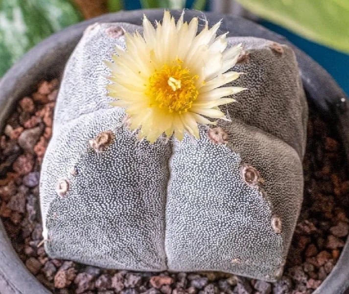 Astrophytum myriostigma var. quadricostatum - seeds