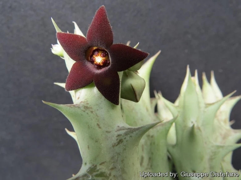 Caralluma hesperidum