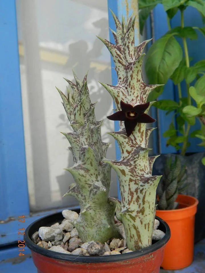 Caralluma hesperidum