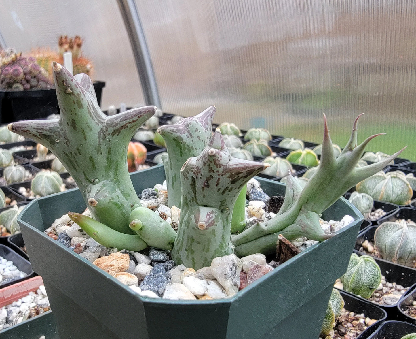 Caralluma hesperidum