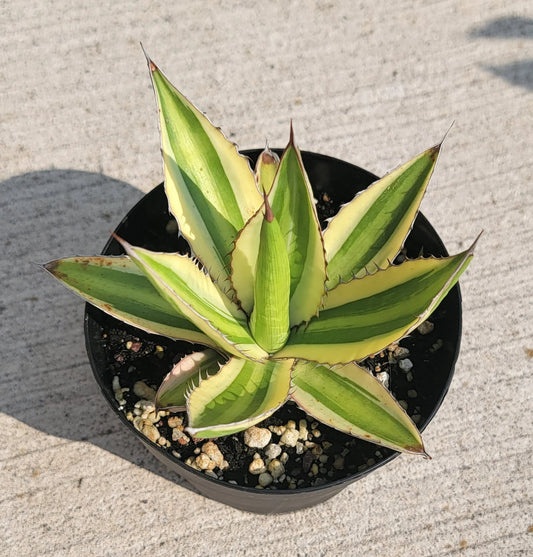 Agave lophantha quadricolor