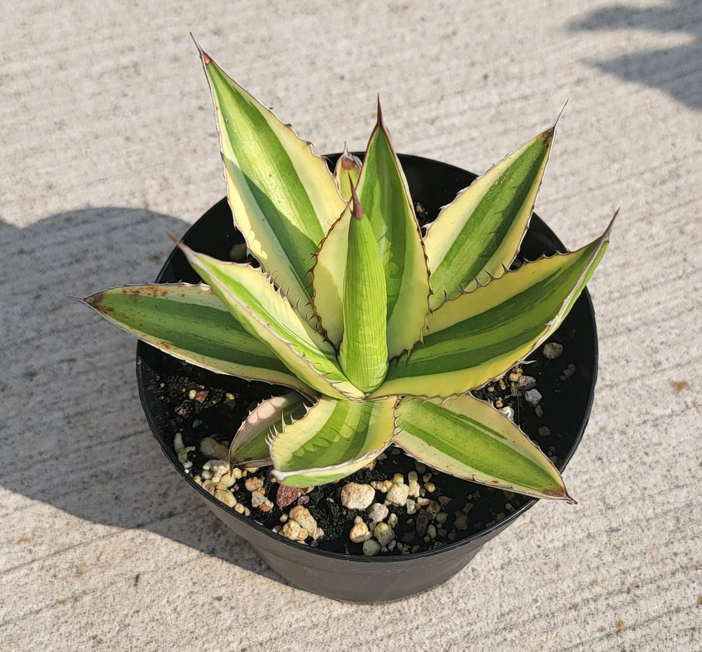 Agave lophantha quadricolor