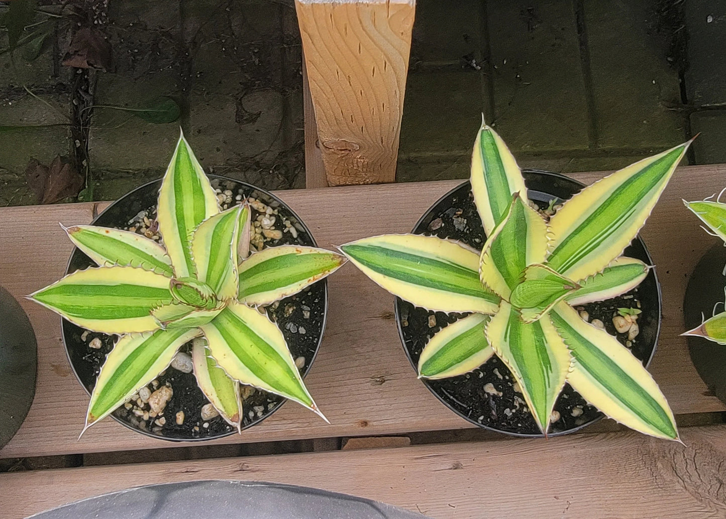 Agave lophantha quadricolor