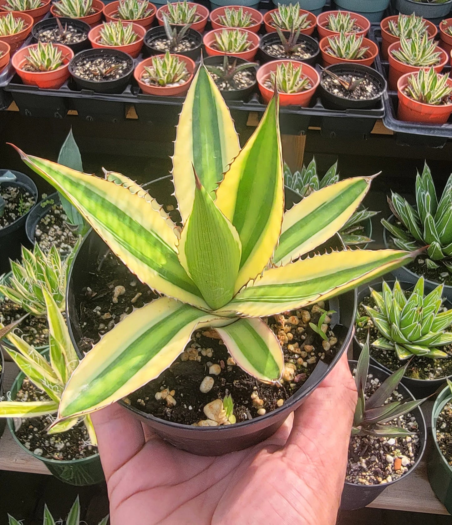 Agave lophantha quadricolor