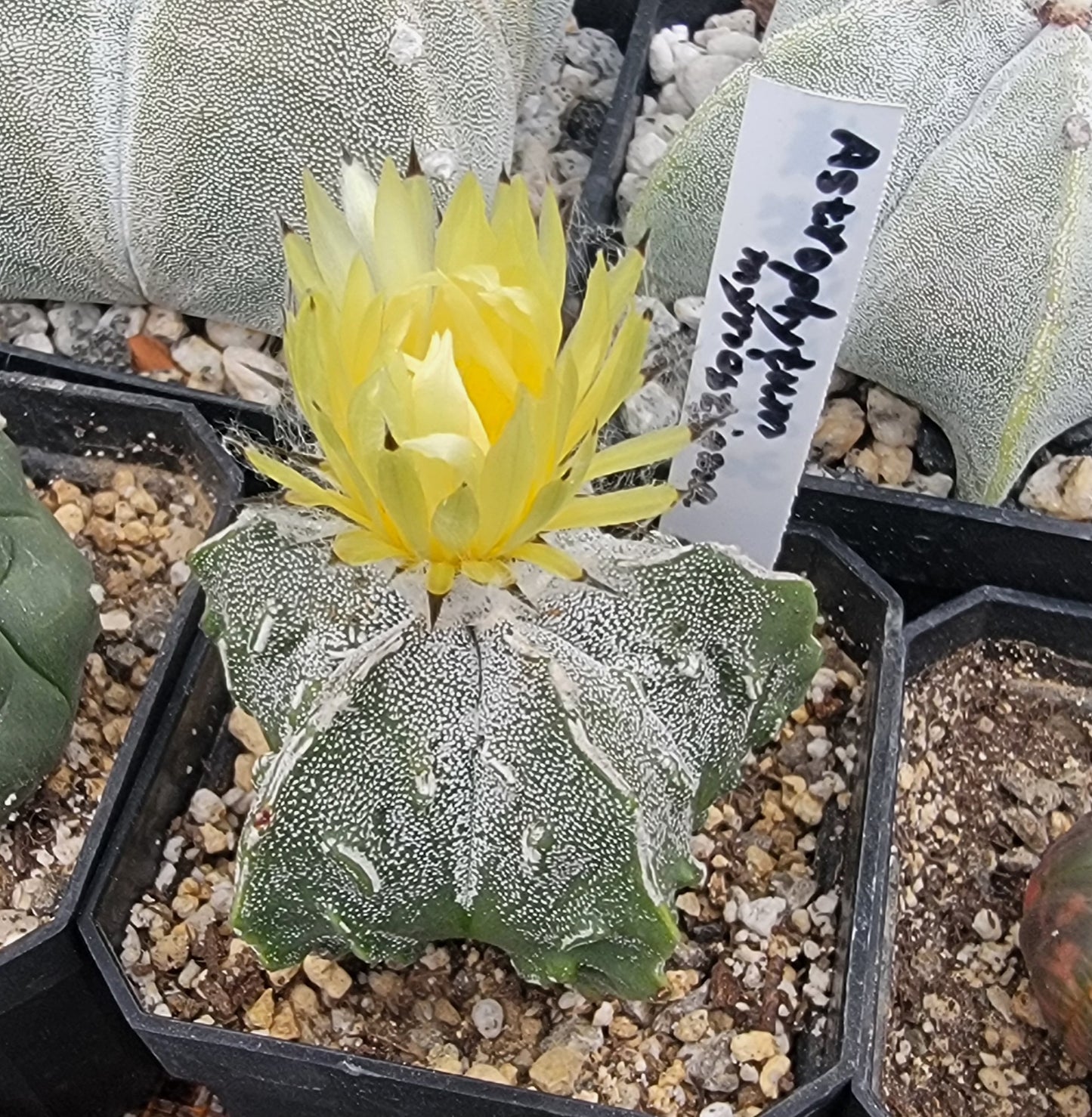 Astrophytum myriostigma Fukuryu (15 seeds)