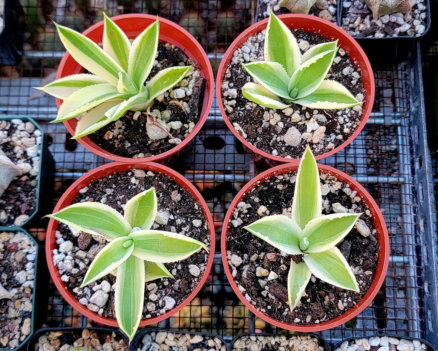 Agave Desert Diamond